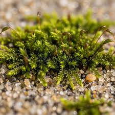 Attēlu rezultāti vaicājumam “Bryum neodamense macro”
