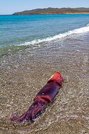 Image result for Dosidicus gigas