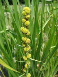 Attēlu rezultāti vaicājumam “Sparganiaceae”