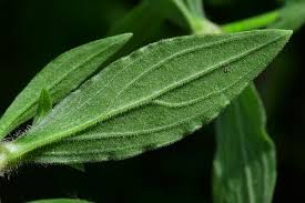 Attēlu rezultāti vaicājumam “Silene viscaria leaf”