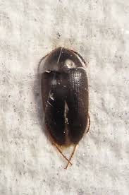 Attēlu rezultāti vaicājumam “Tetratomidae”