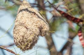 Attēlu rezultāti vaicājumam “Remiz pendulinus nest”