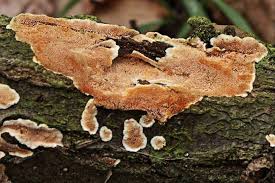 Attēlu rezultāti vaicājumam “Gloeoporus taxicola”