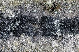 Attēlu rezultāti vaicājumam “Cystocoleus ebeneus”