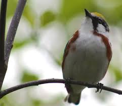 Image result for Dendroica pensylvanica