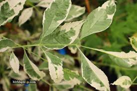 Attēlu rezultāti vaicājumam “Fraxinus pennsylvanica leaf”