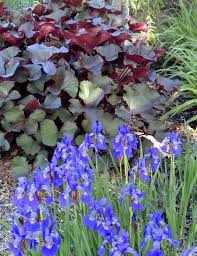 Attēlu rezultāti vaicājumam “Ligularia sibirica flower”