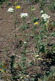 Attēlu rezultāti vaicājumam “Berteroa incana fruit”
