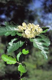 Attēlu rezultāti vaicājumam “Sorbus intermedia leaf”
