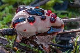 Attēlu rezultāti vaicājumam “Hydnellum ferrugineum”