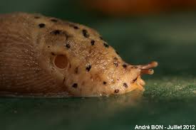 Attēlu rezultāti vaicājumam “Limax maximus”