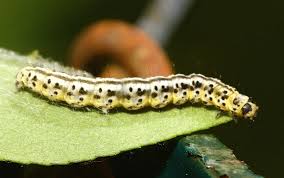 Attēlu rezultāti vaicājumam “Yponomeuta evonymella imago”