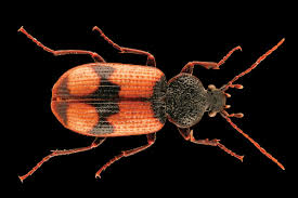 Attēlu rezultāti vaicājumam “Panagaeus cruxmajor”