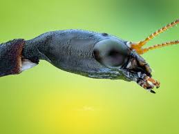 Attēlu rezultāti vaicājumam “Raphidioptera larva”