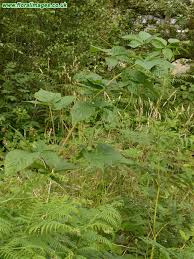 Attēlu rezultāti vaicājumam “Rubus nessensis”