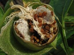 Attēlu rezultāti vaicājumam “Nicandra physalodes fruit”
