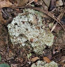 Attēlu rezultāti vaicājumam “Dibaeis baeomyces”