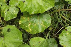 Attēlu rezultāti vaicājumam “Puccinia poarum”