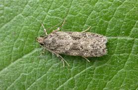 Attēlu rezultāti vaicājumam “Gelechia rhombella”