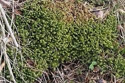 Attēlu rezultāti vaicājumam “Bazzania trilobata”