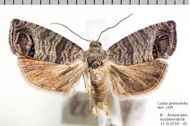 Attēlu rezultāti vaicājumam “Cydia pomonella”