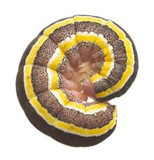 Attēlu rezultāti vaicājumam “Ceramica pisi”