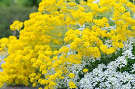 Image result for Alyssum saxatile