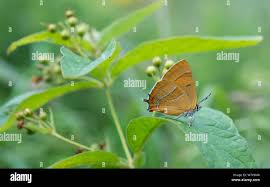 Attēlu rezultāti vaicājumam “Thecla betulae female”