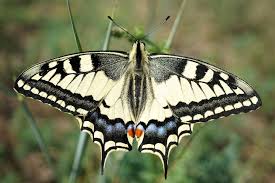 Attēlu rezultāti vaicājumam “Papilio machaon upperside”