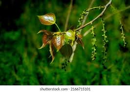 Attēlu rezultāti vaicājumam “Populus x canadensis fruit”
