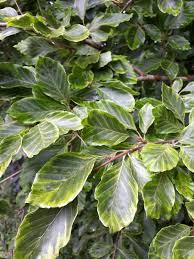 Attēlu rezultāti vaicājumam “Fagus sylvatica fo. laciniata”