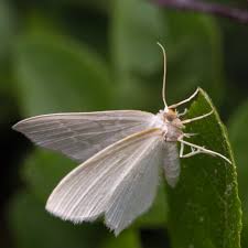 Attēlu rezultāti vaicājumam “Jodis putata”