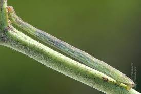 Attēlu rezultāti vaicājumam “Eupithecia subumbrata”