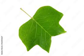 Attēlu rezultāti vaicājumam “Liriodendron tulipifera leaf”