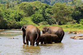 Image result for pinawella