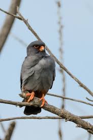 Image result for Falco vespertinus