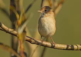 Attēlu rezultāti vaicājumam “Sylvia communis adult”