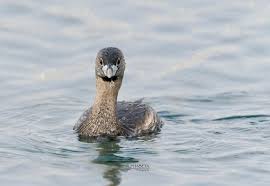 Image result for Podilymbus podiceps