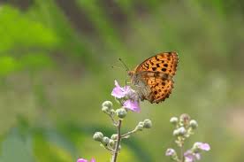 Attēlu rezultāti vaicājumam “Brenthis daphne upperside”