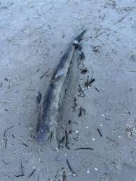 Image result for Furgaleus macki