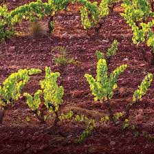 Image result for geografs sense fronteres