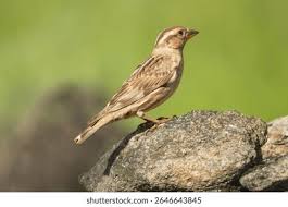 Image result for Petronia petronia