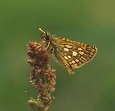 Attēlu rezultāti vaicājumam “Carterocephalus silvicolus underside”