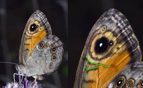 Attēlu rezultāti vaicājumam “Lasiommata maera underside”