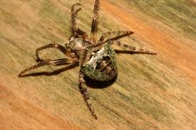 Attēlu rezultāti vaicājumam “Gibbaranea gibbosa”