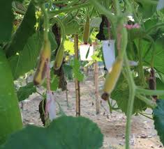 Attēlu rezultāti vaicājumam “Epuraea sp.”