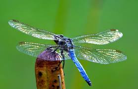Attēlu rezultāti vaicājumam “Orthetrum brunneum”