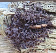 Attēlu rezultāti vaicājumam “Stemonitopsis aequalis (var. aequalis)”