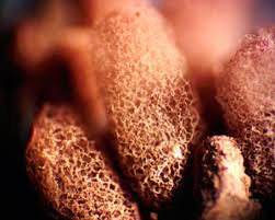 Attēlu rezultāti vaicājumam “Lycogala fuscoolearium”