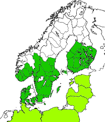 Attēlu rezultāti vaicājumam “Acupalpus flavicollis”